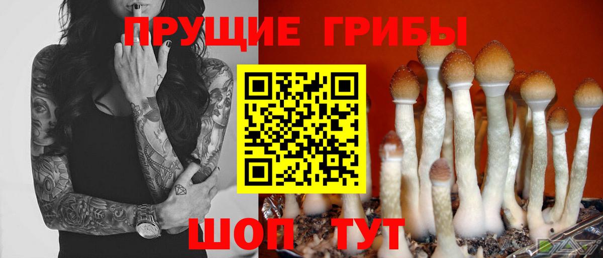 Псилоцибиновые грибы Psilocybe Людиново